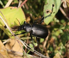 Calosoma maderae