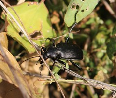 Calosoma maderae