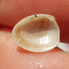 Nucula