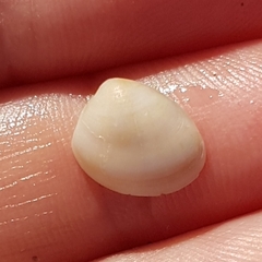 Nucula