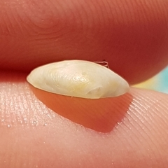 Nucula