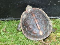 Cuora flavomarginata