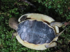 Cuora flavomarginata