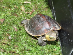 Cuora flavomarginata