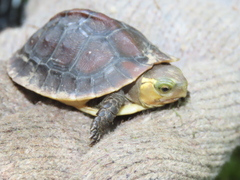 Cuora flavomarginata