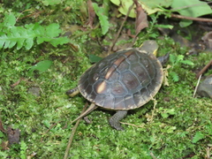 Cuora flavomarginata