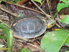 Cuora flavomarginata