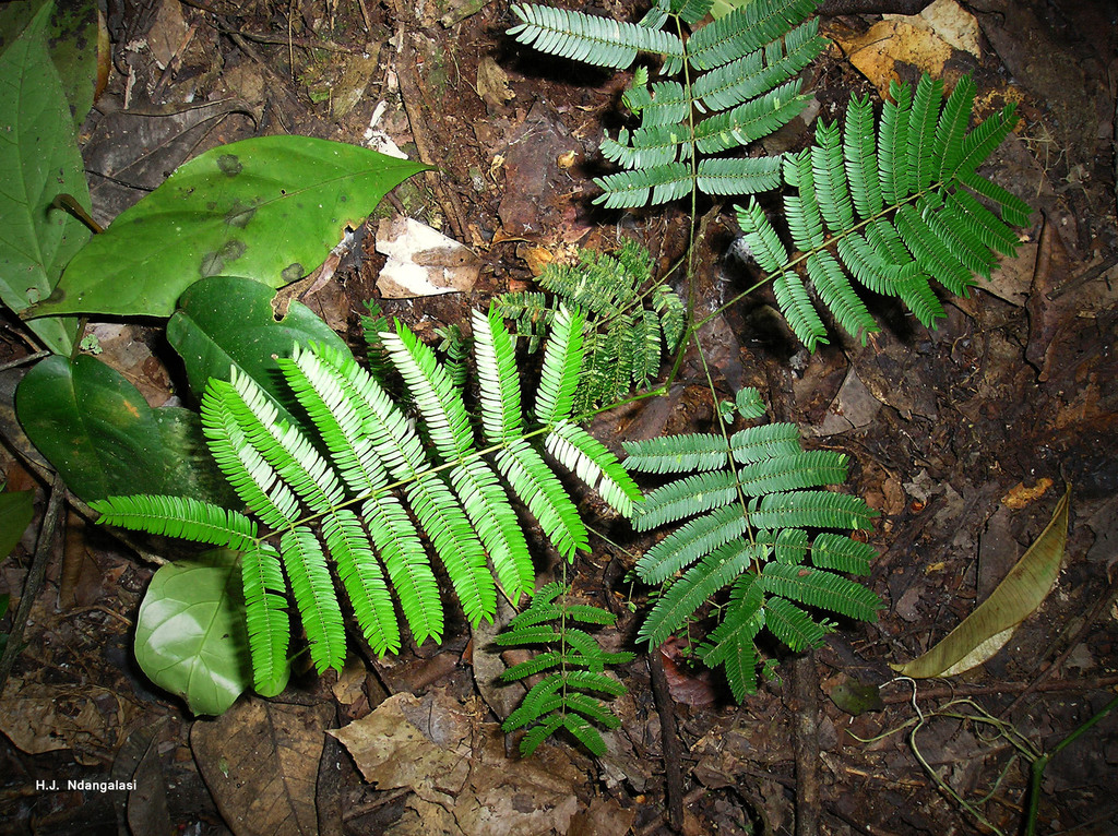 Newtonia