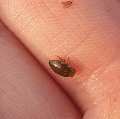 Laccophilus hyalinus