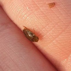 Laccophilus hyalinus