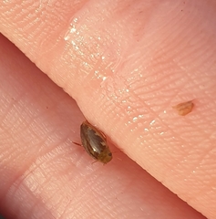 Laccophilus hyalinus