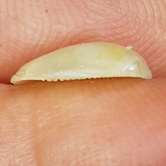 Nucula