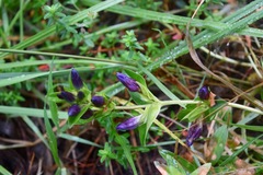 Gentiana spathacea