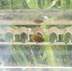 Laccophilus hyalinus