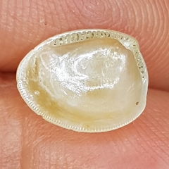 Nucula