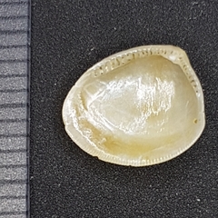 Nucula