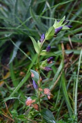 Gentiana spathacea