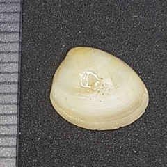 Nucula