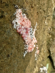 Pomacea canaliculata