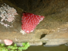 Pomacea canaliculata