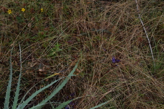 Gentiana spathacea