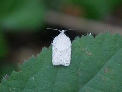 Acleris logiana