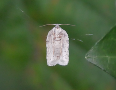Acleris logiana