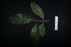 Chionanthus ramiflorus