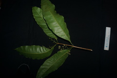 Chionanthus ramiflorus