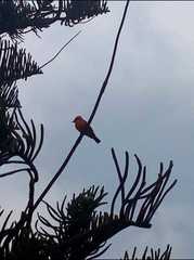 Pyrocephalus rubinus