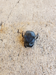 Phanaeus triangularis
