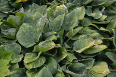 Hosta virus x