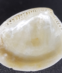 Nucula