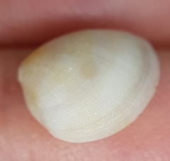 Nucula