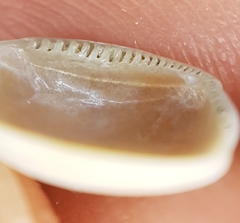 Nucula