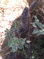 Dalea obovata