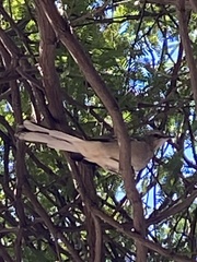 Mimus polyglottos