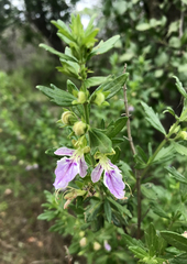 Teucrium bicolor