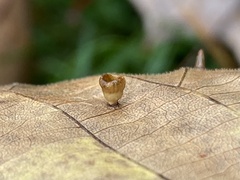 Caryomyia flaticrustum