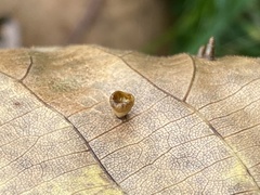 Caryomyia flaticrustum