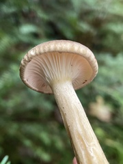 Ampulloclitocybe avellaneialba