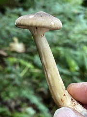 Ampulloclitocybe avellaneialba