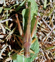 Schistocerca piceifrons peruviana