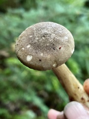 Ampulloclitocybe avellaneialba