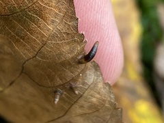 Caryomyia subulata