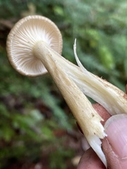 Ampulloclitocybe avellaneialba