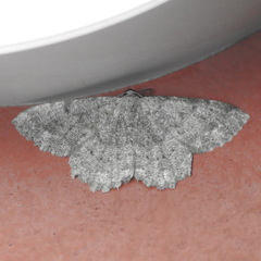 Dicrognophos sartata