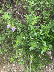 Teucrium bicolor