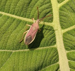 Heteroptera