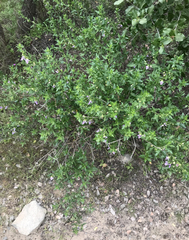 Teucrium bicolor